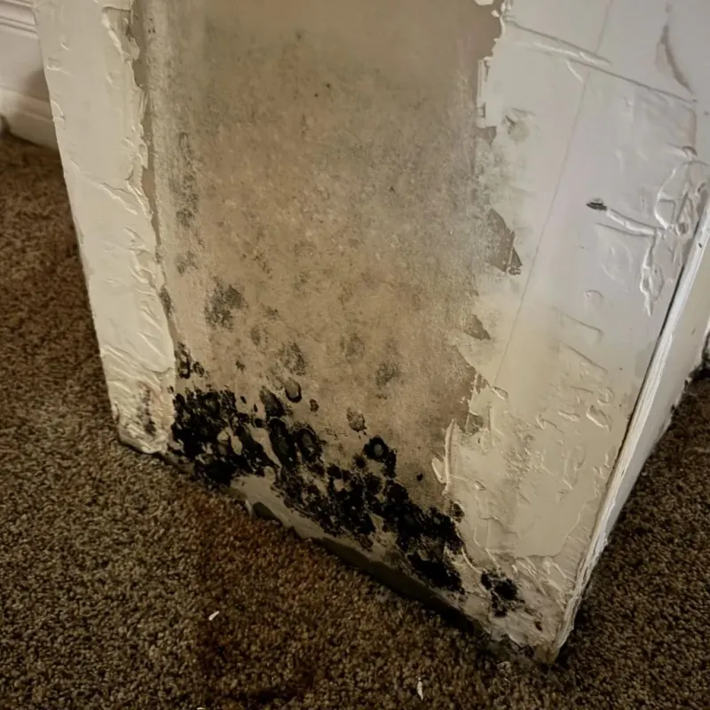 Professional Mold Removal in Maumelle, AR